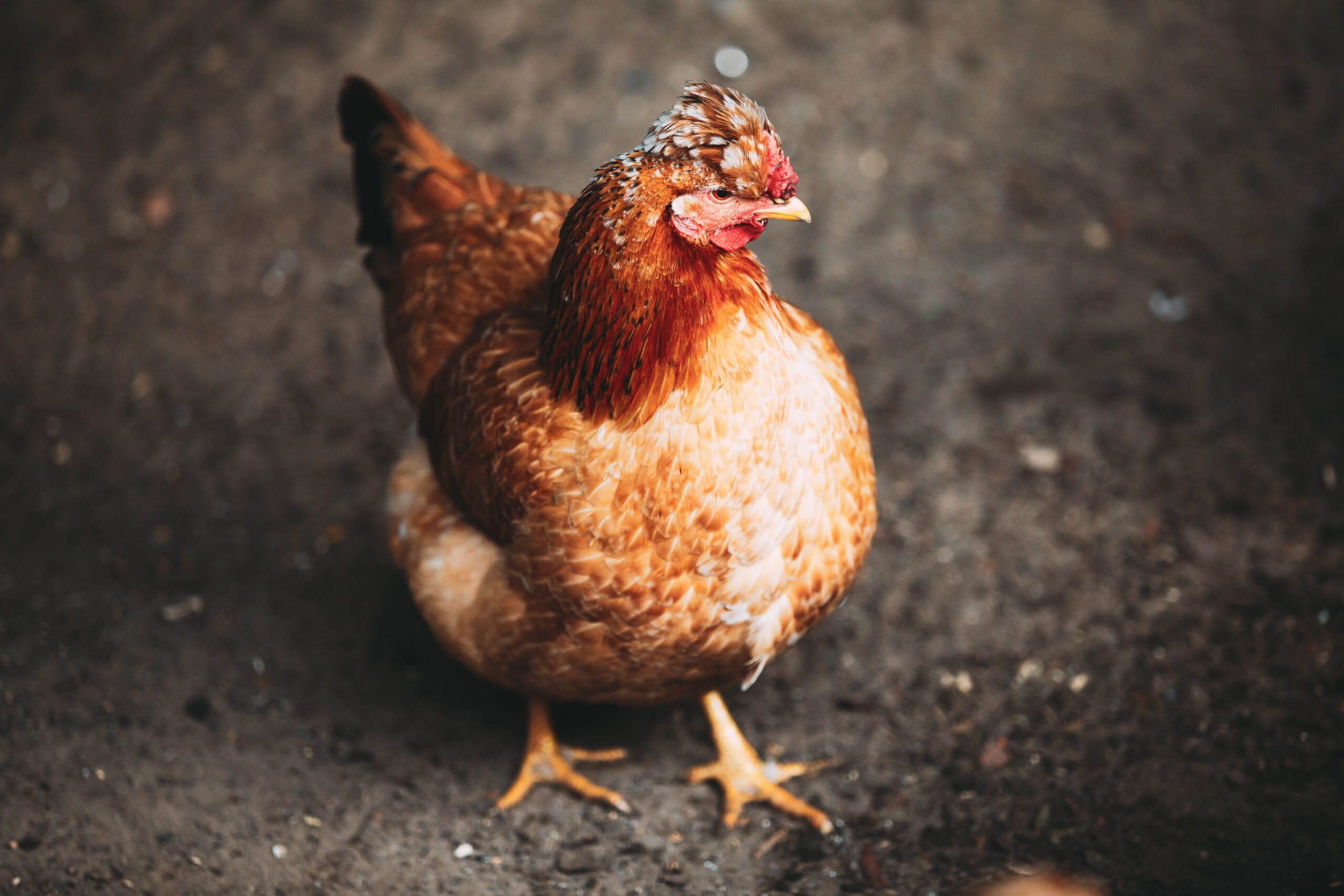 Brown red free chicken in farm Auf dem Foto ist ein Huhn abgebildet.