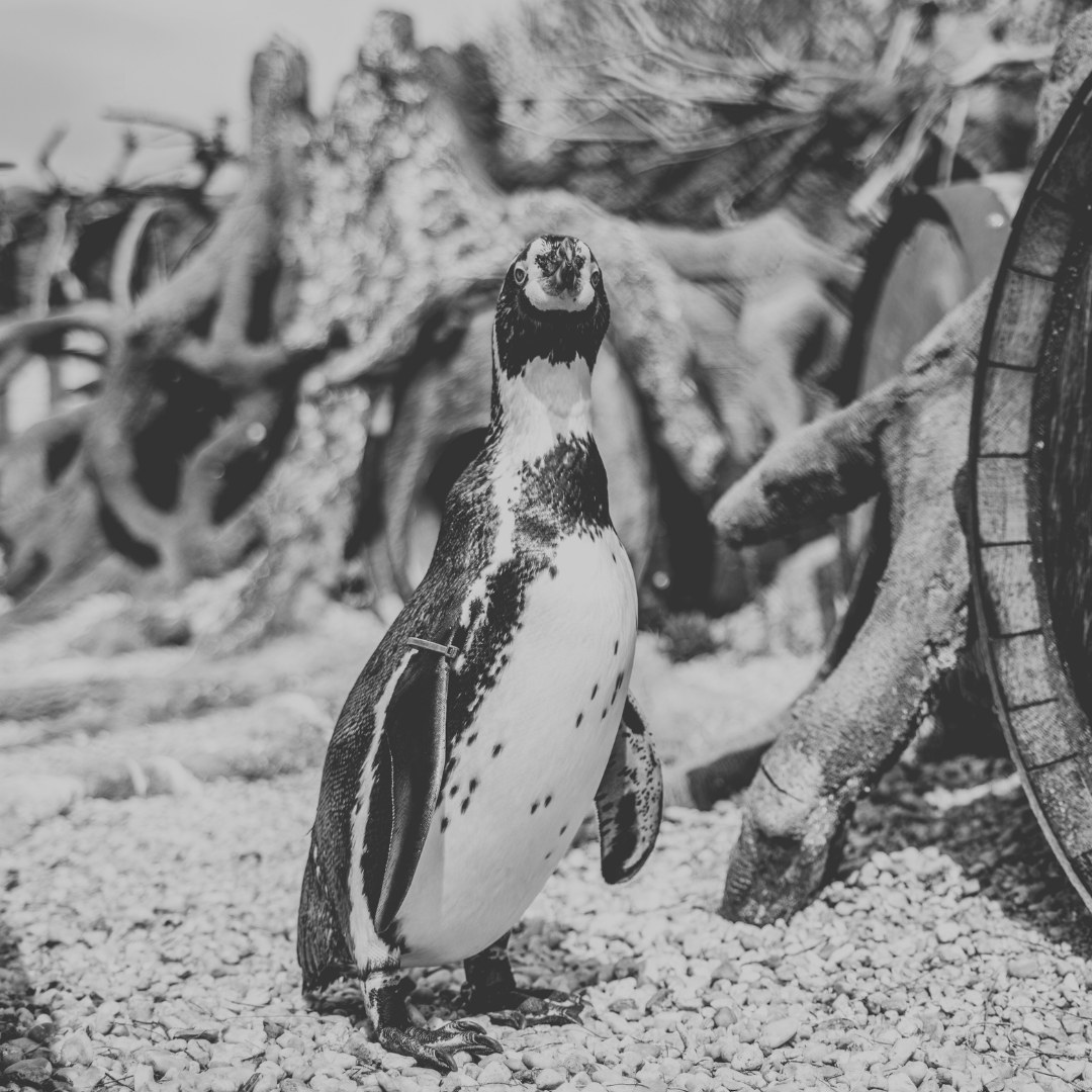 Pinguin in schwarz weiß