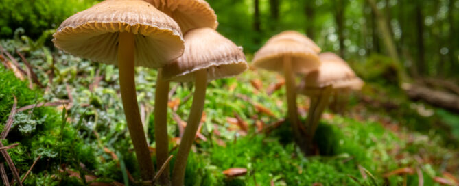 Auf dem Foto sind mehrere Pilze im Wald zu sehen.