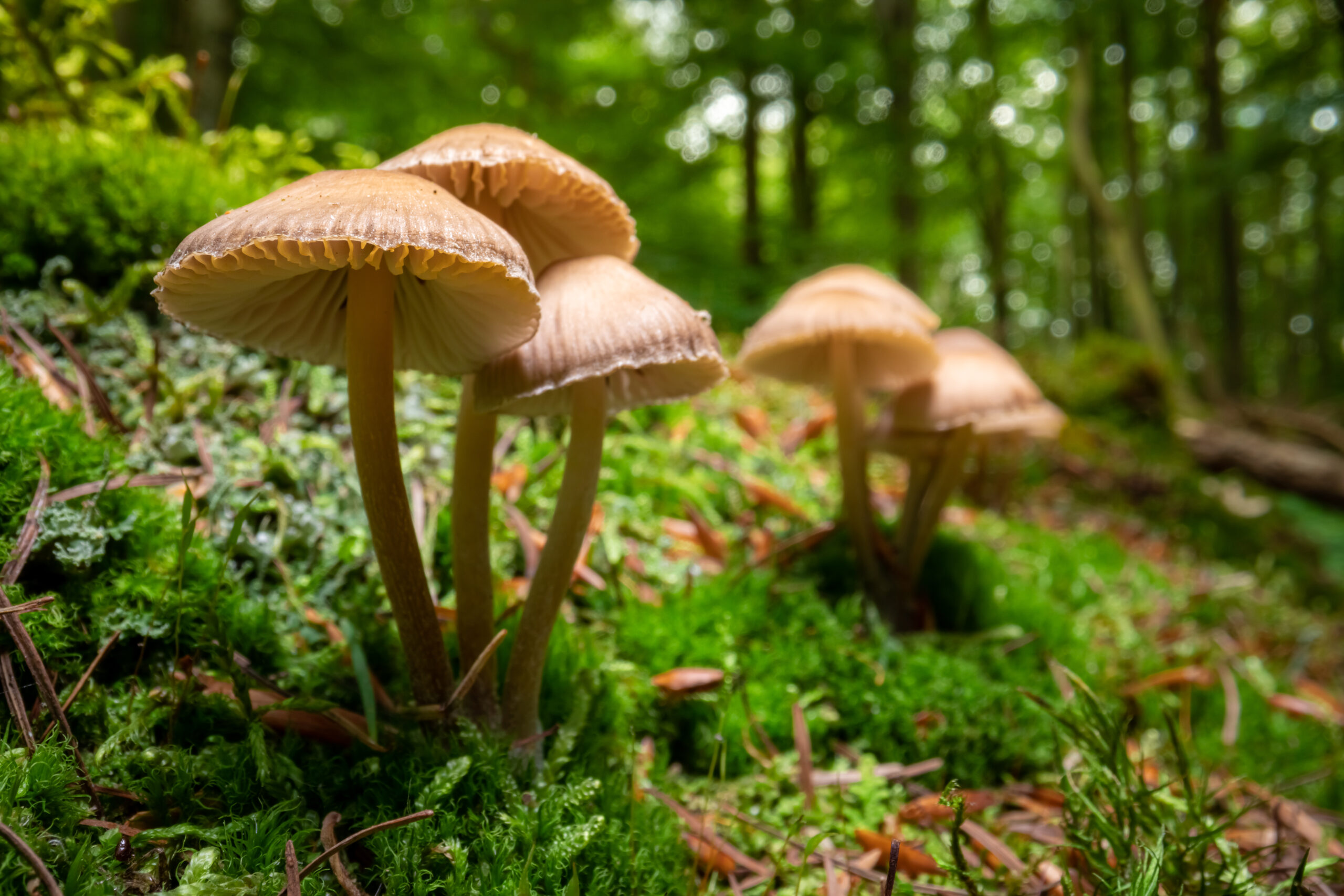 Wild mushrooms on moss in forest. Wildlife in Poland. Auf dem Foto sind mehrere Pilze im Wald zu sehen.