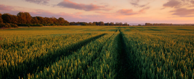Das Foto zeigt ein grünes Weizenfeld vor einem blauen Himmel.
