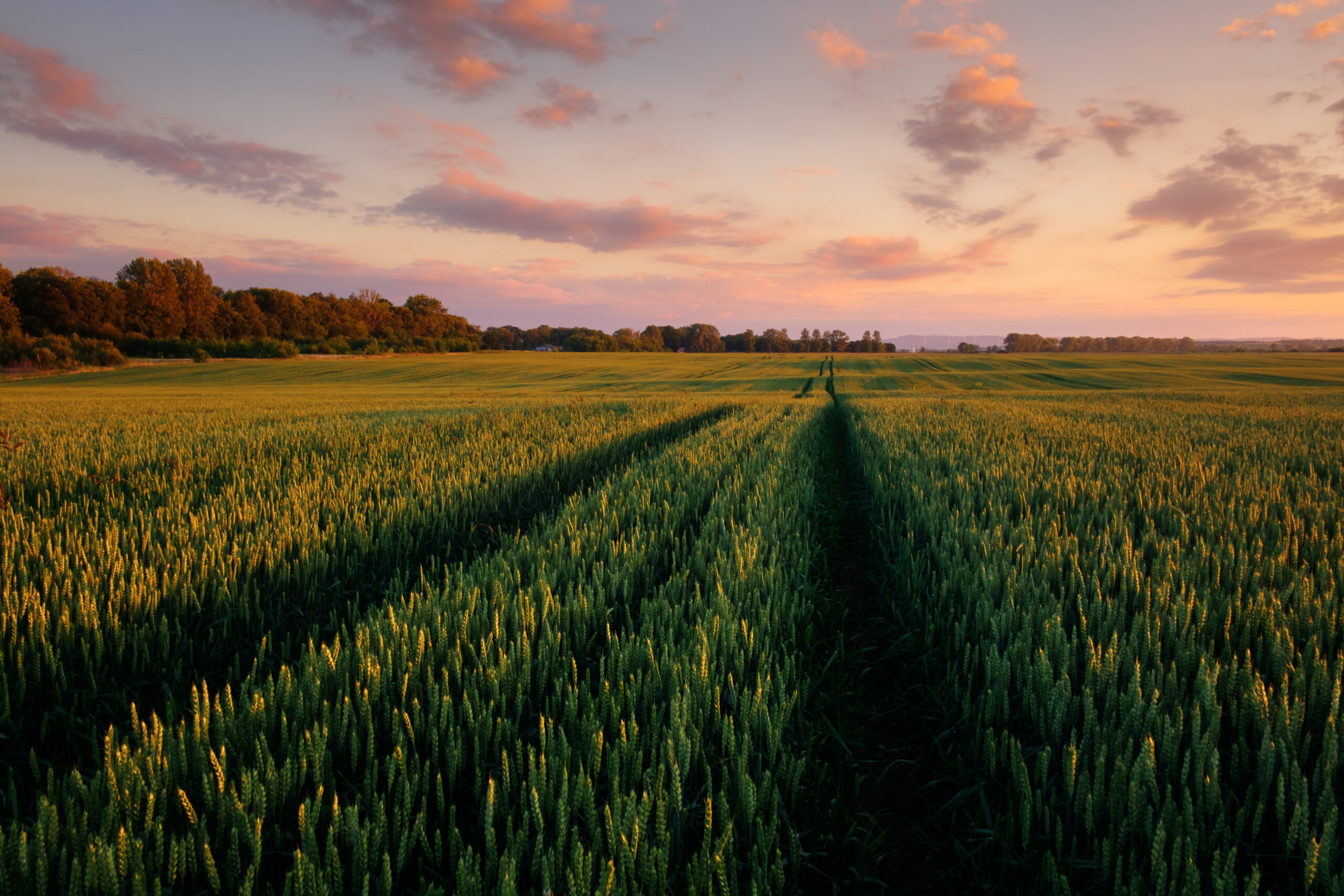 Green wheat field against the blue sky background Das Foto zeigt ein grünes Weizenfeld vor einem blauen Himmel.