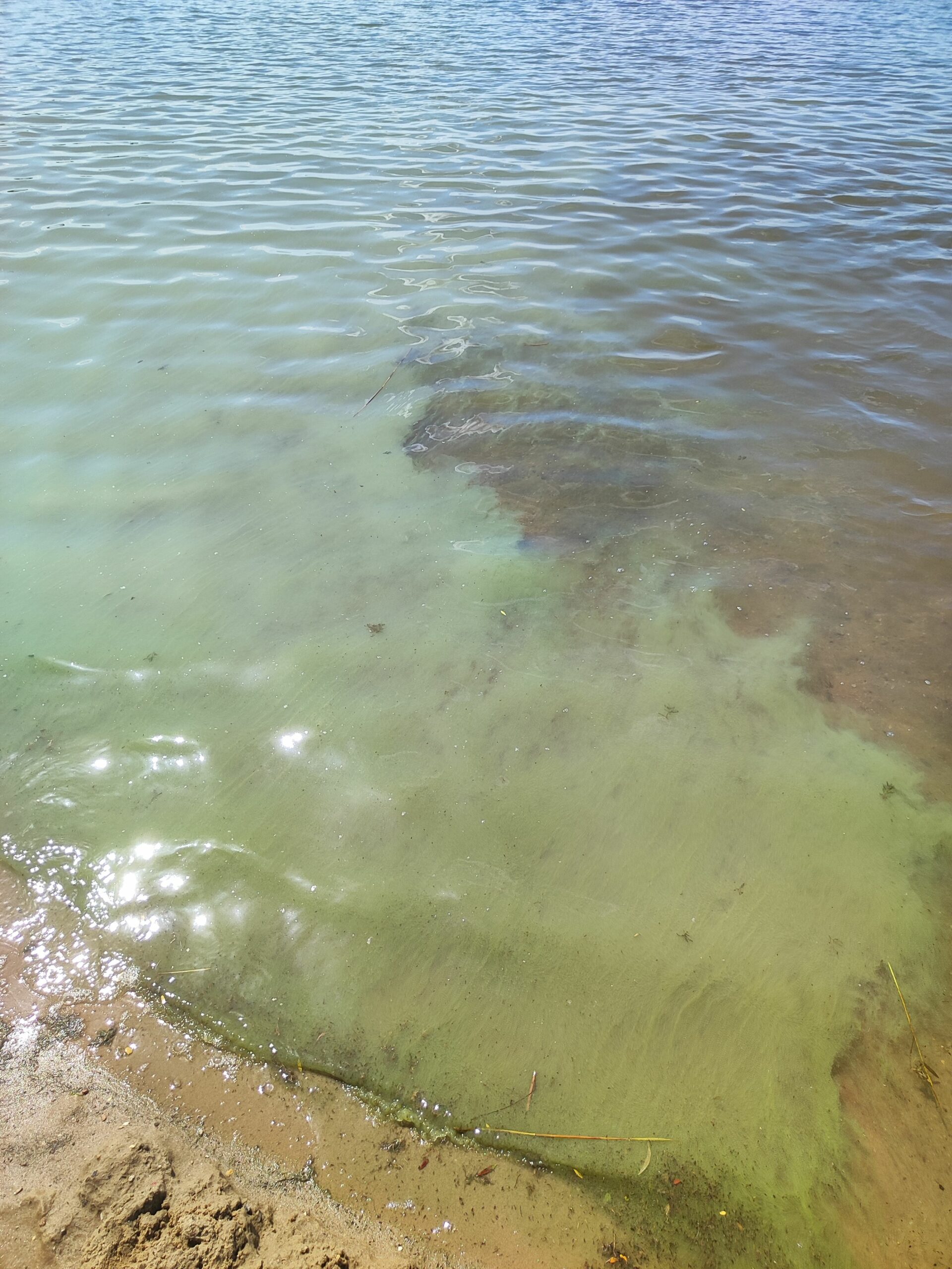 blaualgen_sprmberger_talsperre_klein Blaualgen Wasser