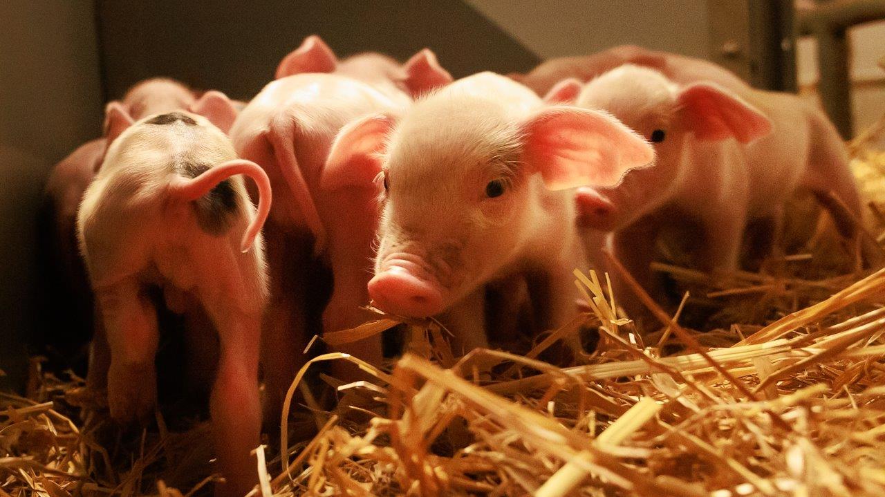 schweinepest Das Foto zeigt Schweine Ferkel im Stall.