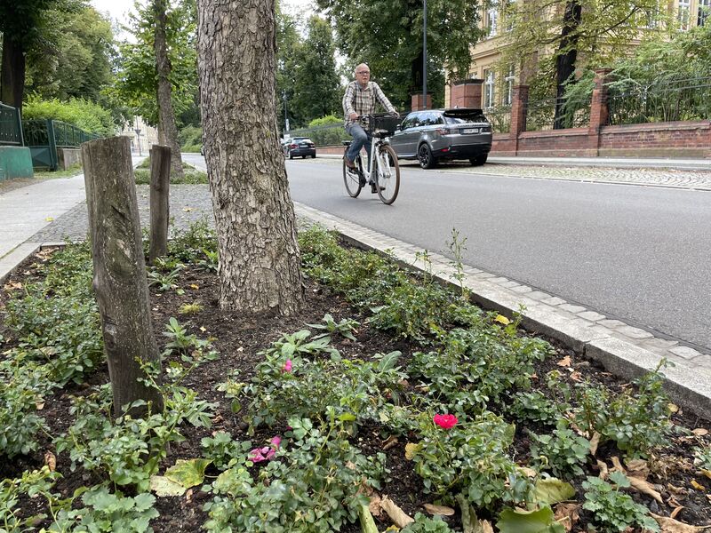 popup (1) Blumenbeet in der Cottbuser Innenstadt