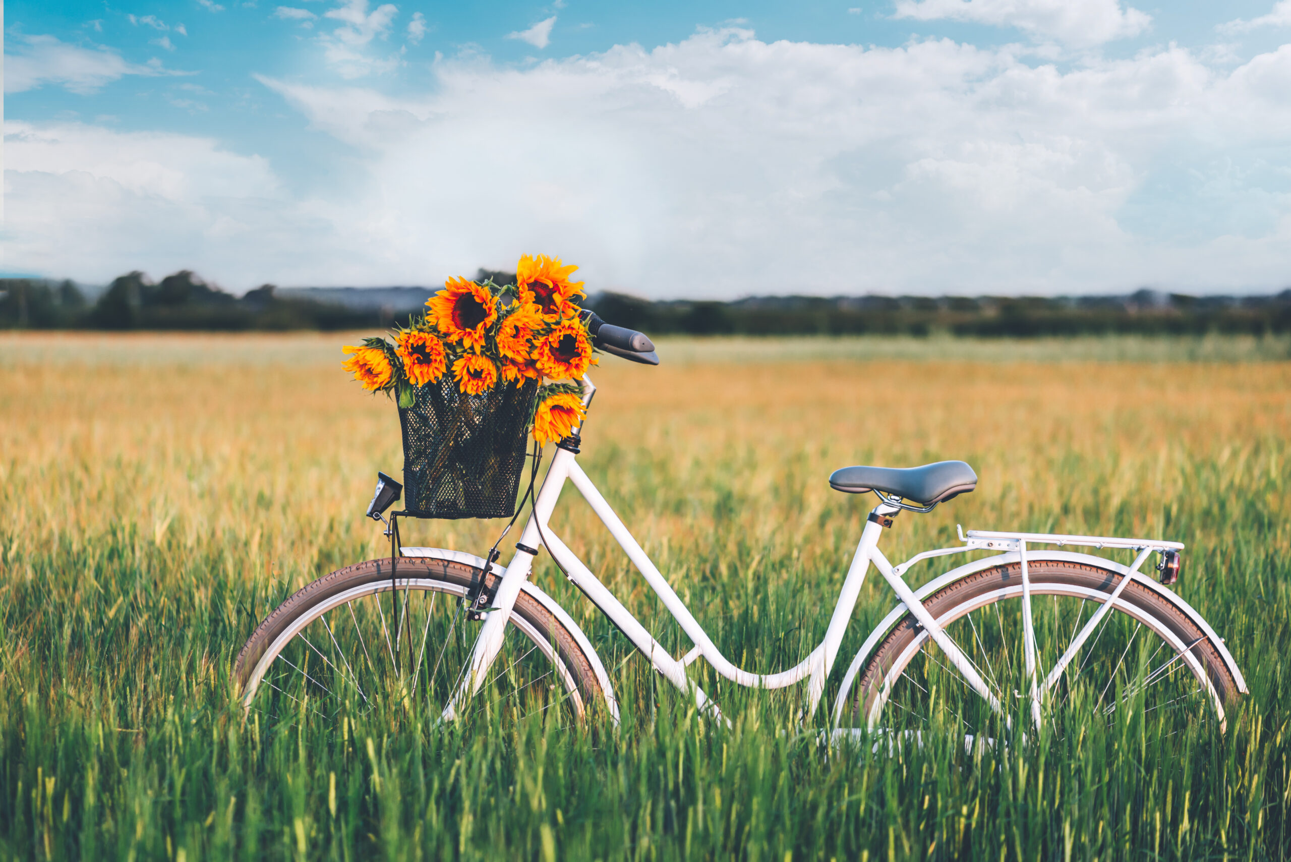 Vintage bicycle with sunflowers Retro-Fahrrad mit Sonnenblumen vor blühender Wiese.