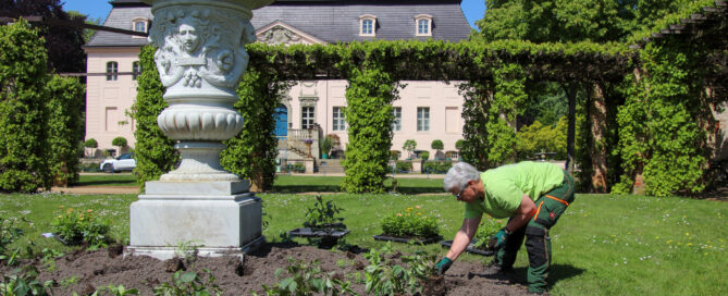 Gärtner pflanzen im Branitzer Park Blumen