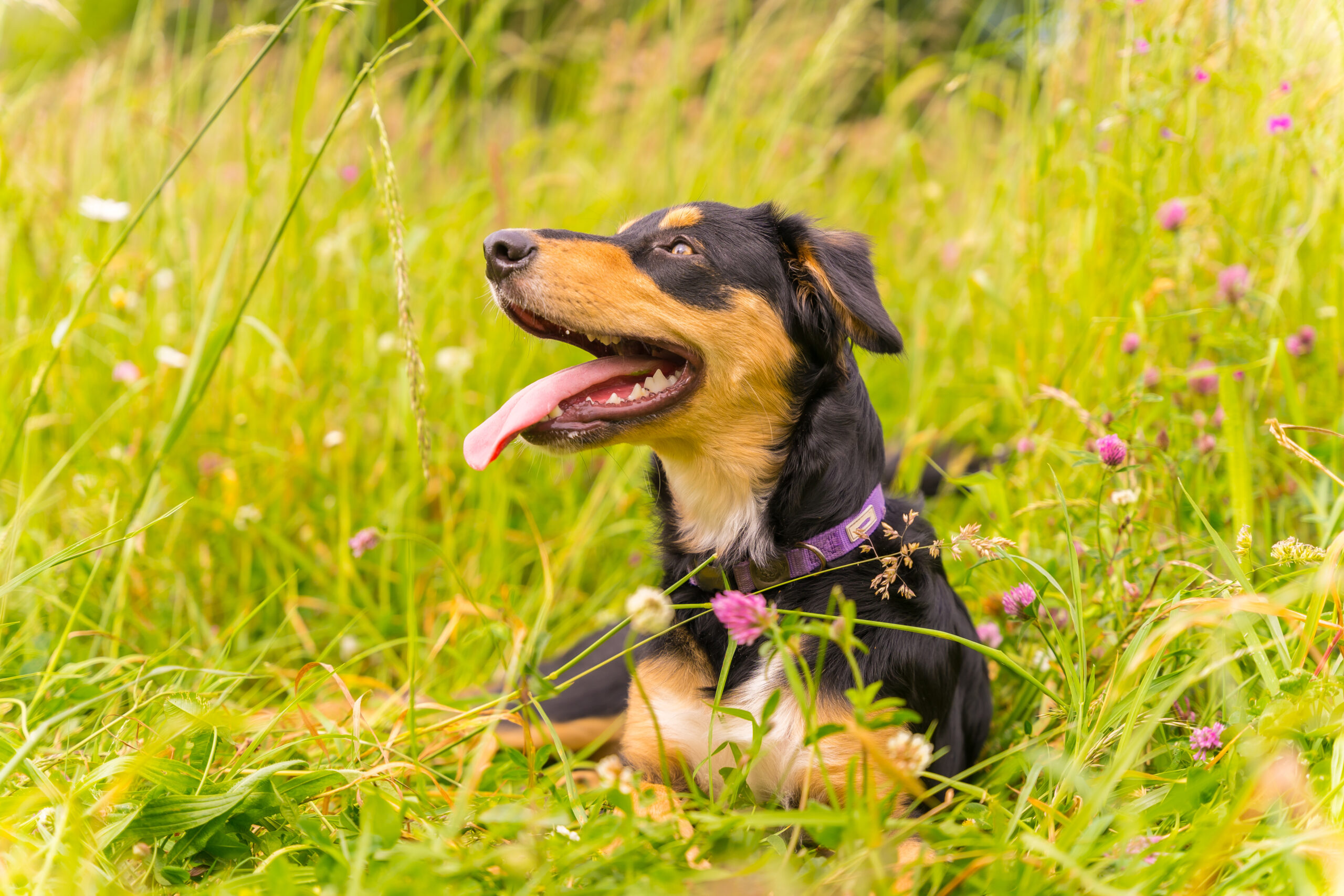 Portrait a black and brown dog sitting on a sunny spring day in a flower meadow with his mouth open Ein Hund sitzt auf einer Wiese und streckt die Zunge raus.