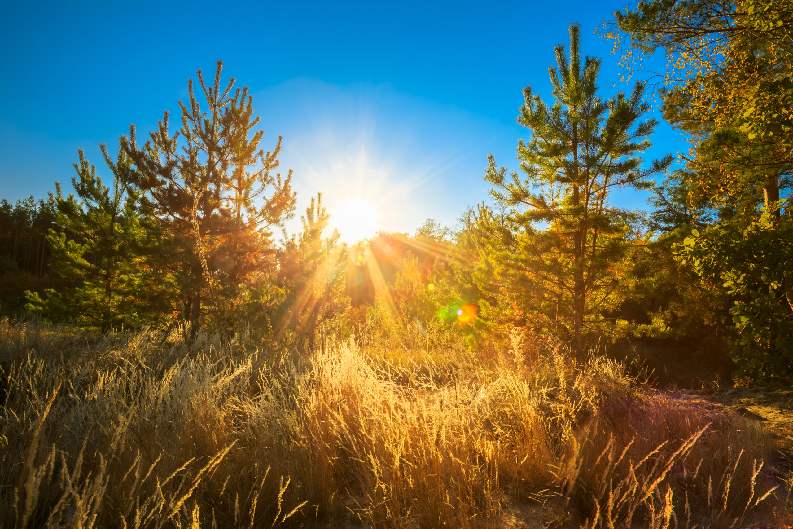 Sunset In Summer Coniferous Forest Trees. Nature Woods In Sunlig Das Foto zeigt die Sonne, die hinter einer ausgetrockneten Landschaft untergeht.