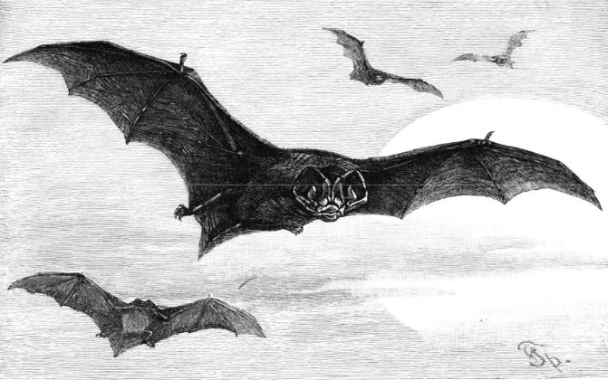Fledermaus Auf dem Bild sind Fledermäuse zu sehen