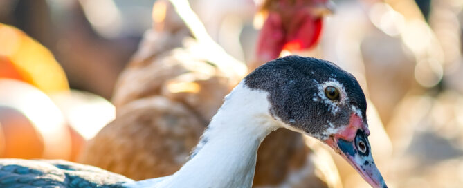 Enten werden auf einem Geflügelhof gehalten.