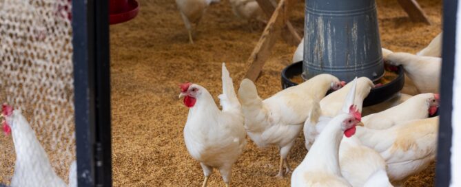 Mehrere weiße Hühner in einem Stall.