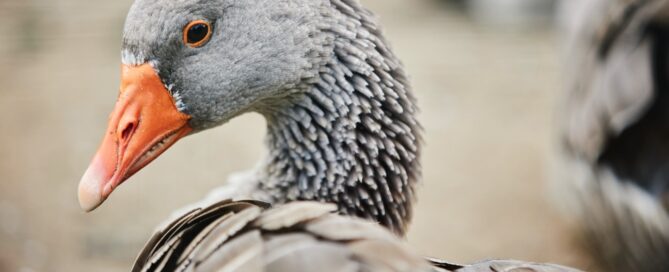 Auf dem Bild ist ein Vogel zu sehen