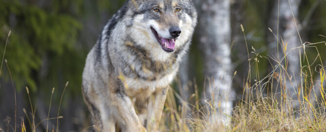 Das Symbolbild zeigt einen Wolf, der im Wald auf die Kamera zuläuft.