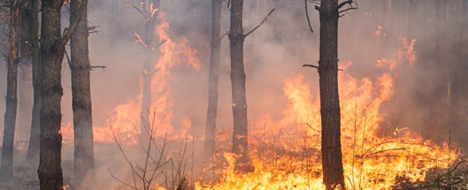 Das Symbolbild zeigt einen Brand, der in einem Wald ausgebrochen ist. Quelle: Envato