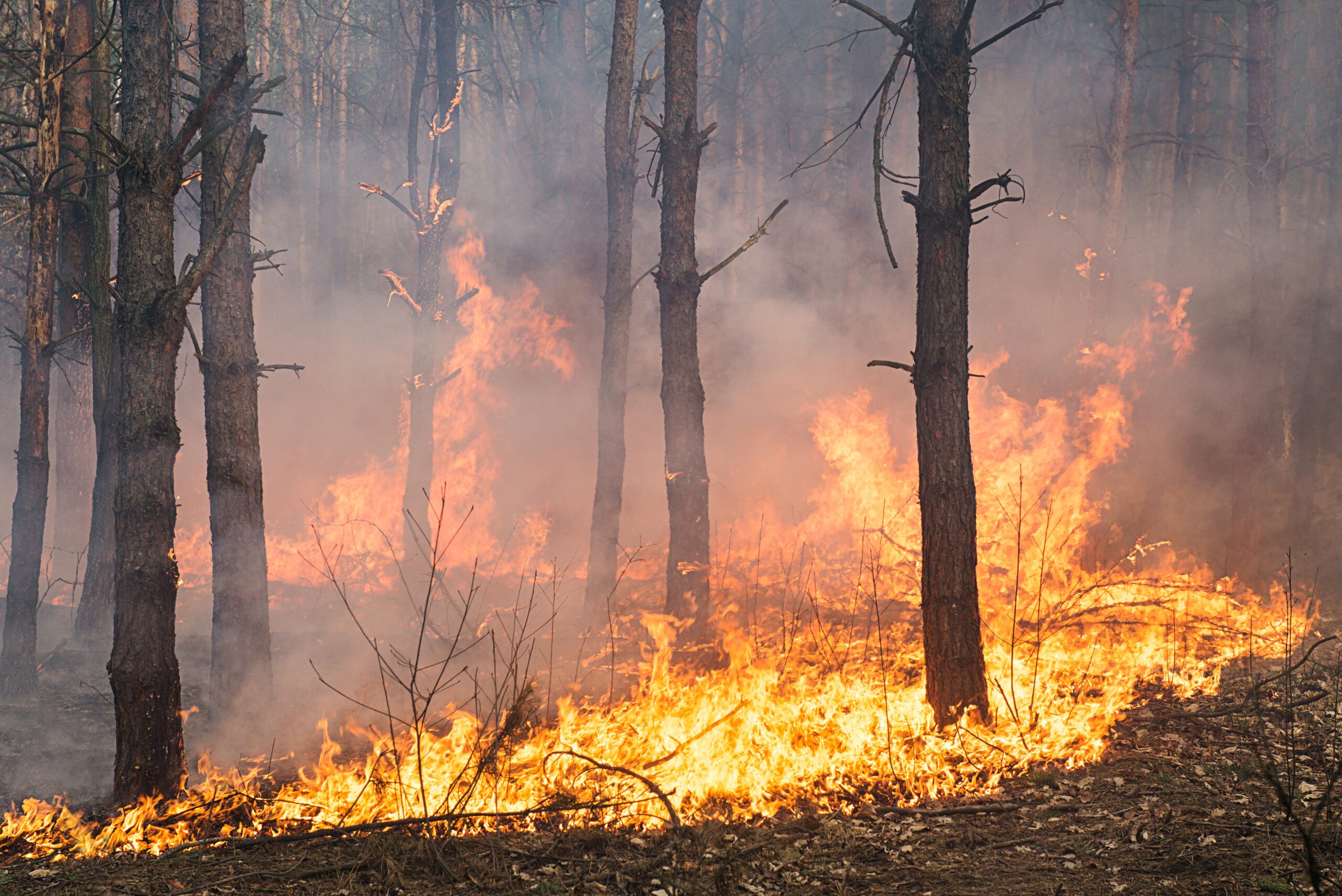 Development of forest fire Das Symbolbild zeigt einen Brand, der in einem Wald ausgebrochen ist. Quelle: Envato