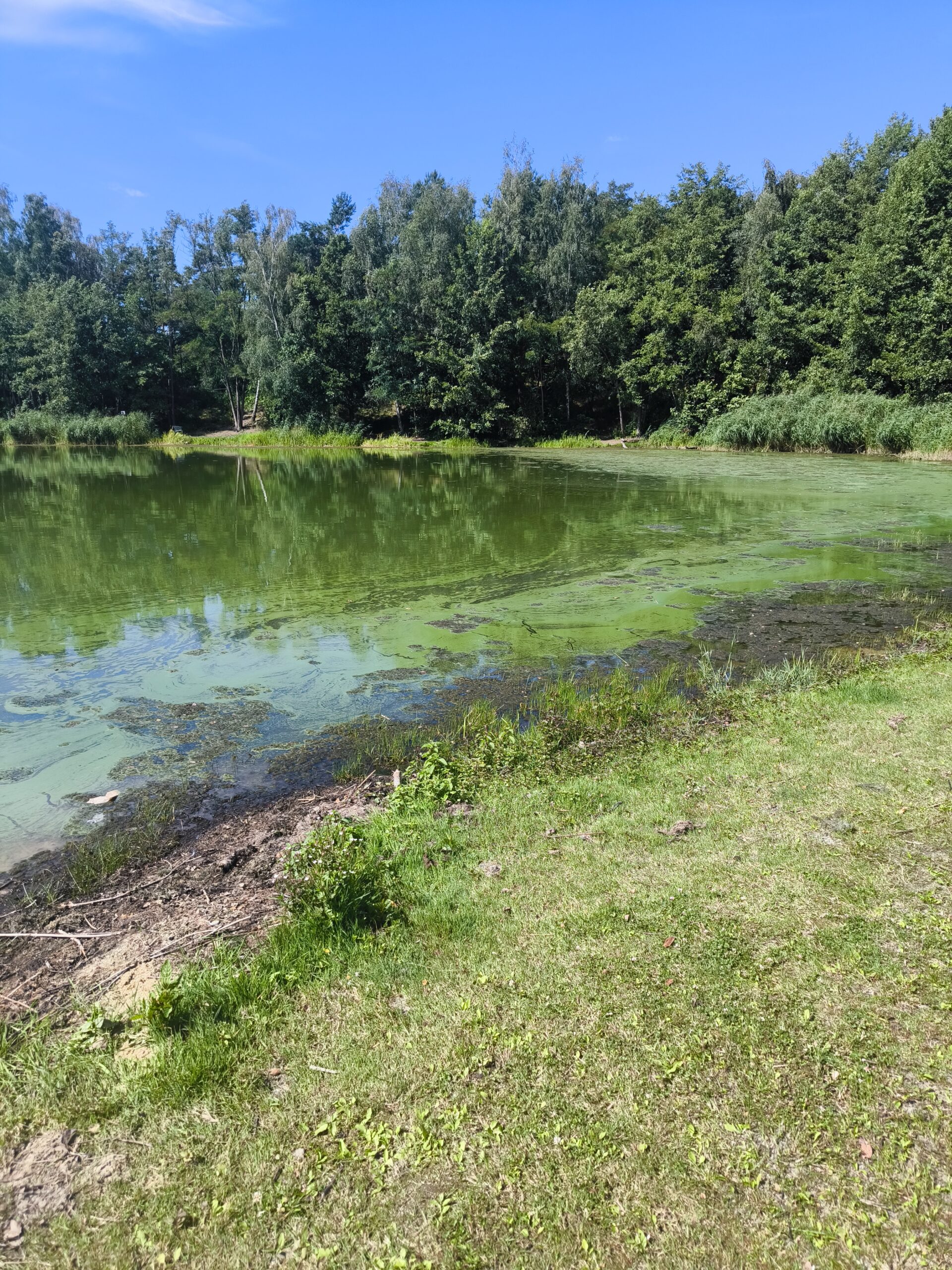 2026_07_29_Blaualge_Madlow_Foto_IMG_20260729_105950 Madlower See