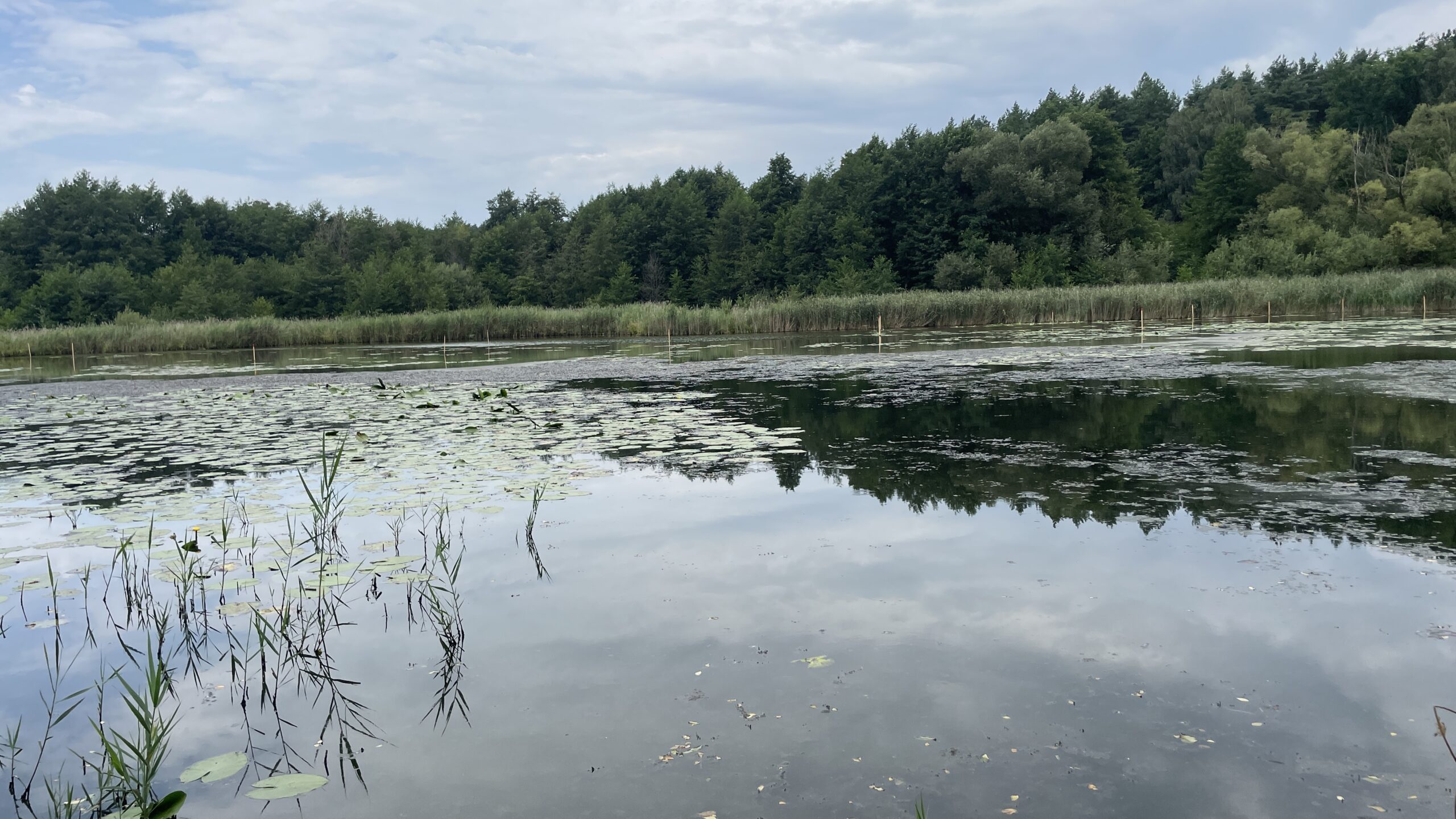 0508_Wiesenteich 1 Auf dem Bild ist ein Dorfteich zu sehen