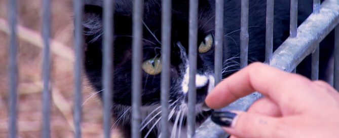 Das Foto zeigt eine Katze im Cottbuser Tierheim.